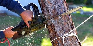 Best Tree Removal  in San Luis Obispo, CA