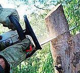Best Arborist Consultation Services  in San Luis Obispo, CA