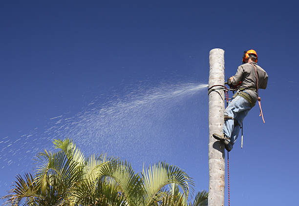 San Luis Obispo, CA Tree Care Company