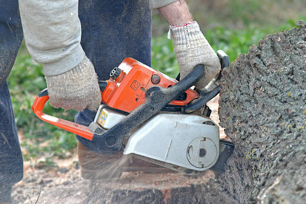 Best Storm Damage Tree Cleanup  in San Luis Obispo, CA