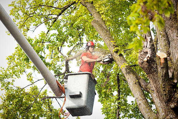 Best Tree Risk Assessment  in San Luis Obispo, CA