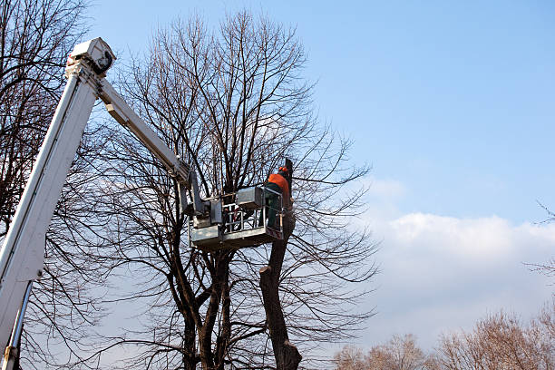 Reliable San Luis Obispo, CA Tree Care Solutions