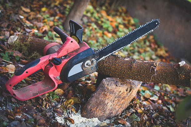 Best Tree Trimming and Pruning  in San Luis Obispo, CA